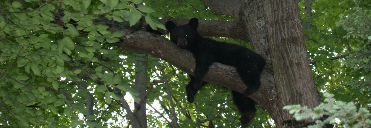 Bear_Tree